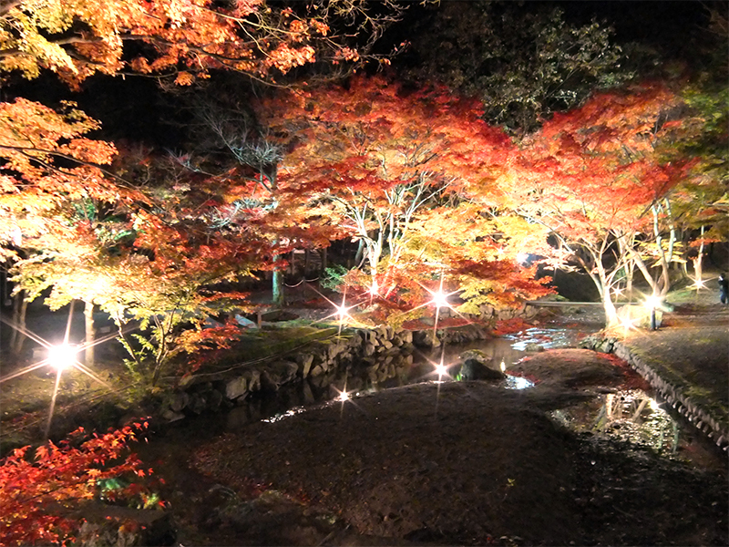 東山公園もみじまつり.jpg